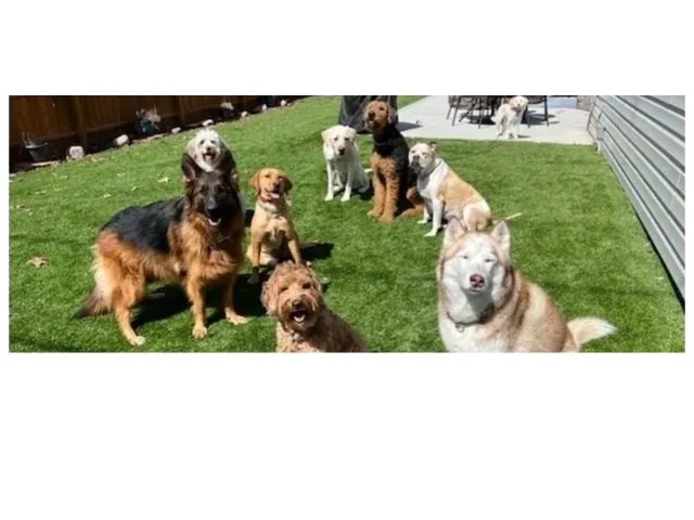 Alliance Canine Dog Training — dog trainer in Flint, MI