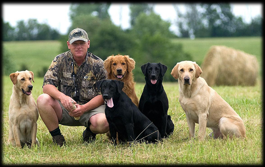 Razor Sharp Retrievers