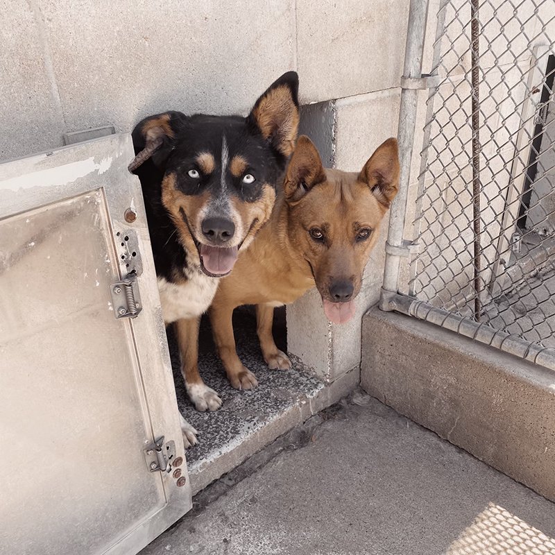 Wilderness Kennels