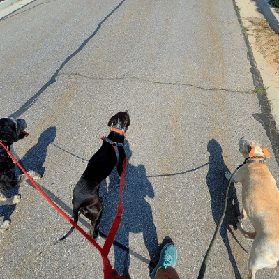 Marilyn The Dog Tamer