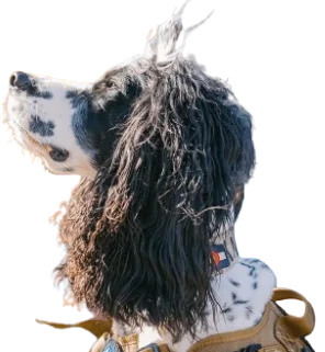 The Connected Canine