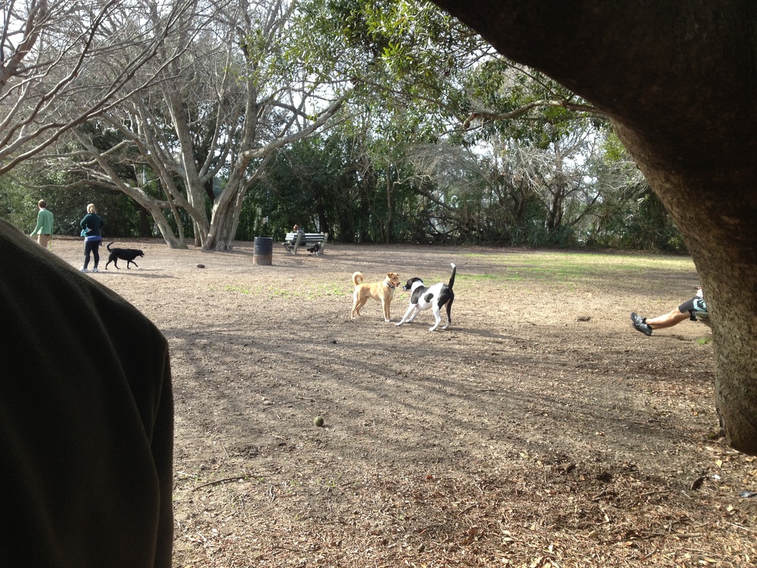 Z&E Canine Manners