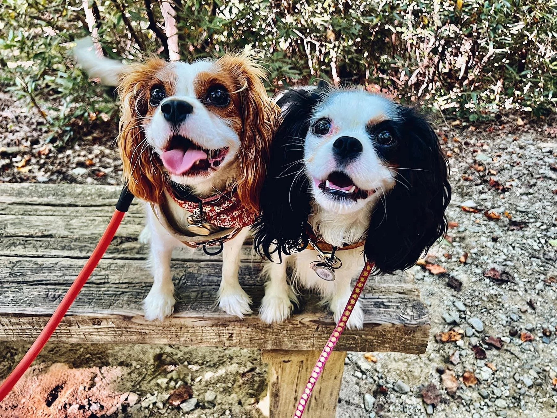 Piedmont Canine Training