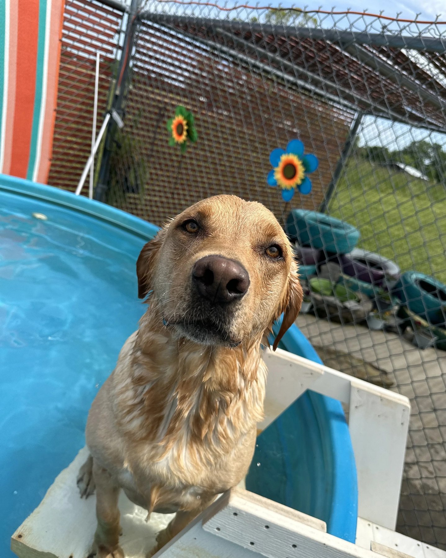 Dogs Day Out