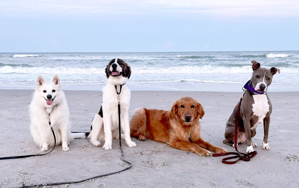 Paw & Order Dog Training Twin Cities