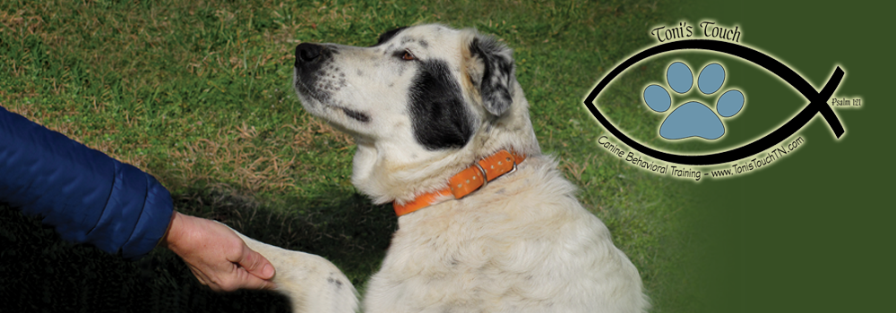 Toni’s Touch Natural K-9 Behavioral Training