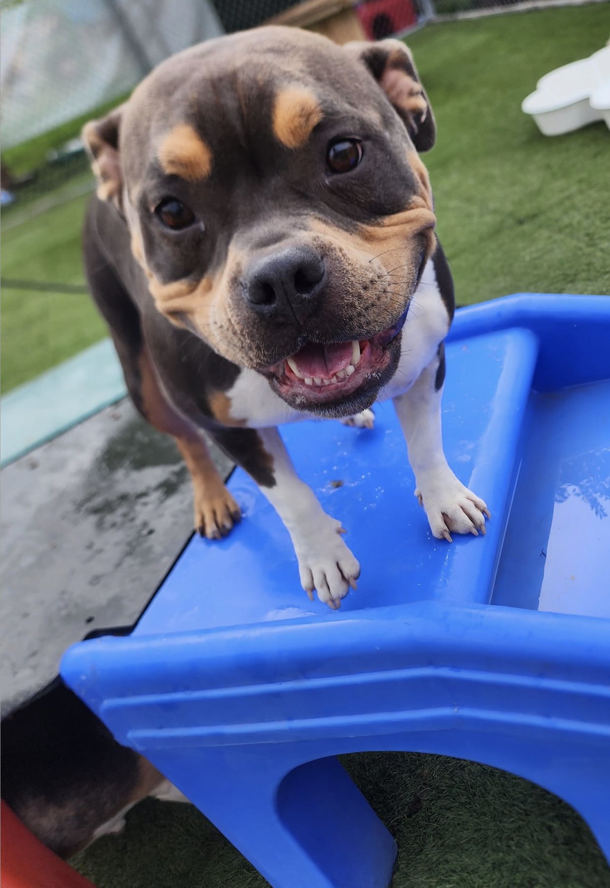Jagger’s Doggie Daycare, Dog Grooming, Training & Boarding