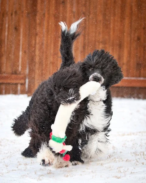 Talk to the Paw Certified Dog Behavior Consultant-Private In-home behavior modification plans for anxiety and related issues.