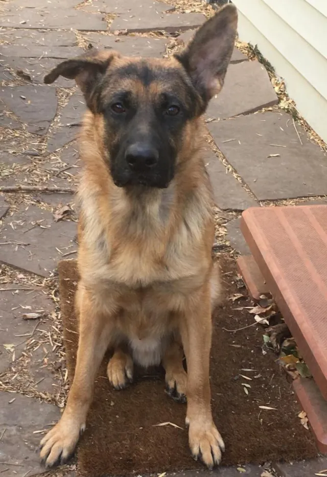 SK Dog Training — dog trainer in Ann Arbor, MI
