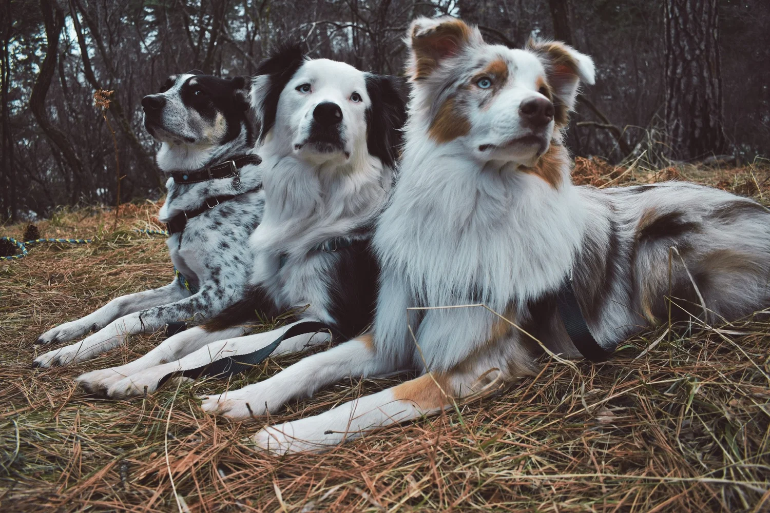 Furever Bonded Dog Training LLC