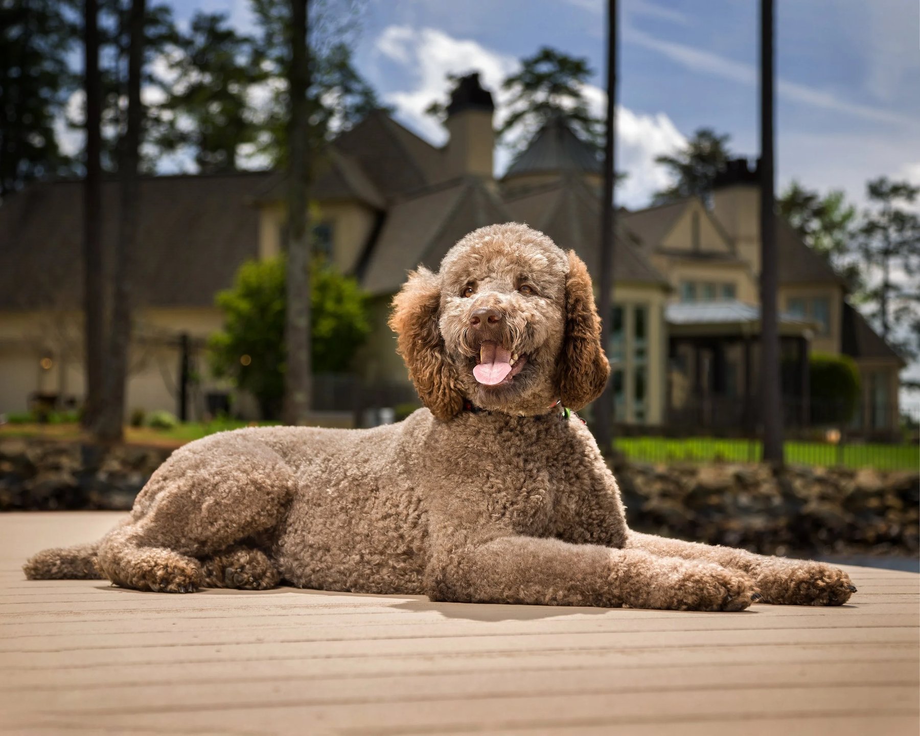 Rolling Meadows Academy of Dog Training