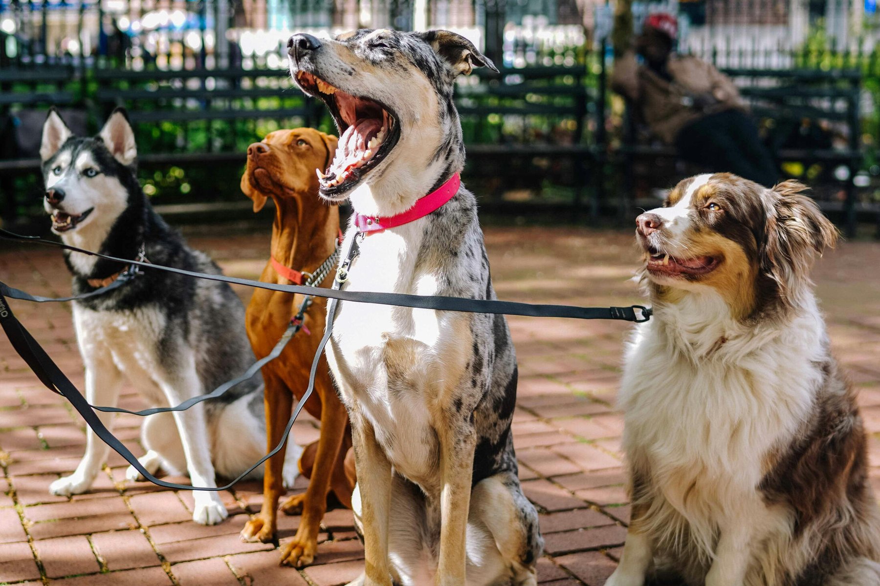 Dogs Decoded LLC