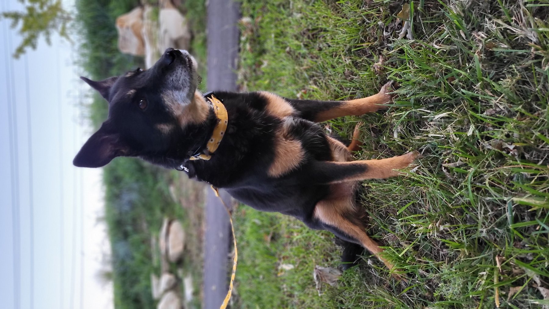 Belly Up Dog Training