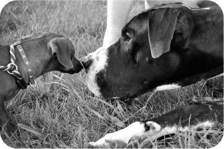 Dog Town & Kitty City