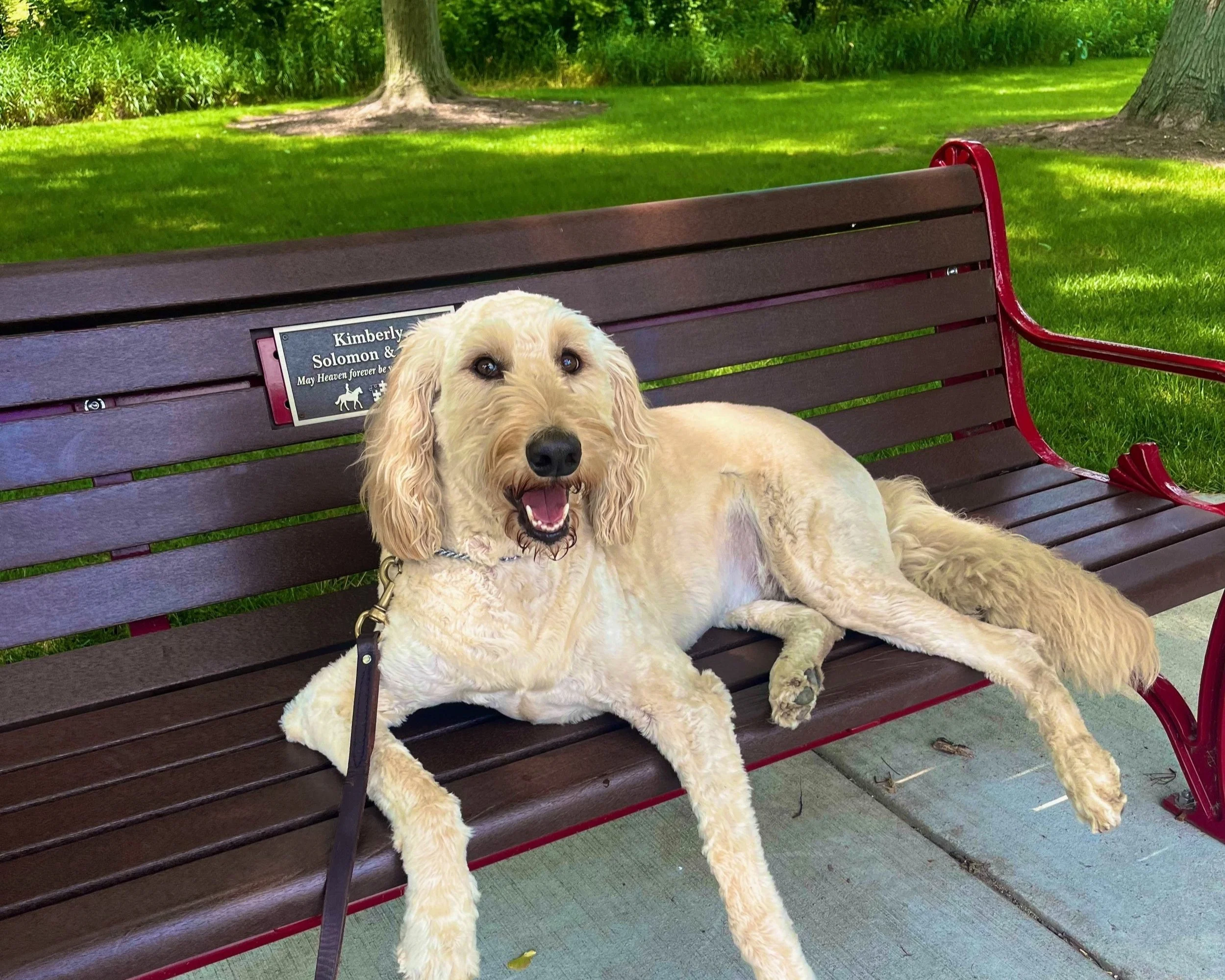 Good Manners Dog Training