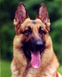 Taize Shepherd Kennel — dog trainer in Hudson, Columbia & Greene Counties, NY