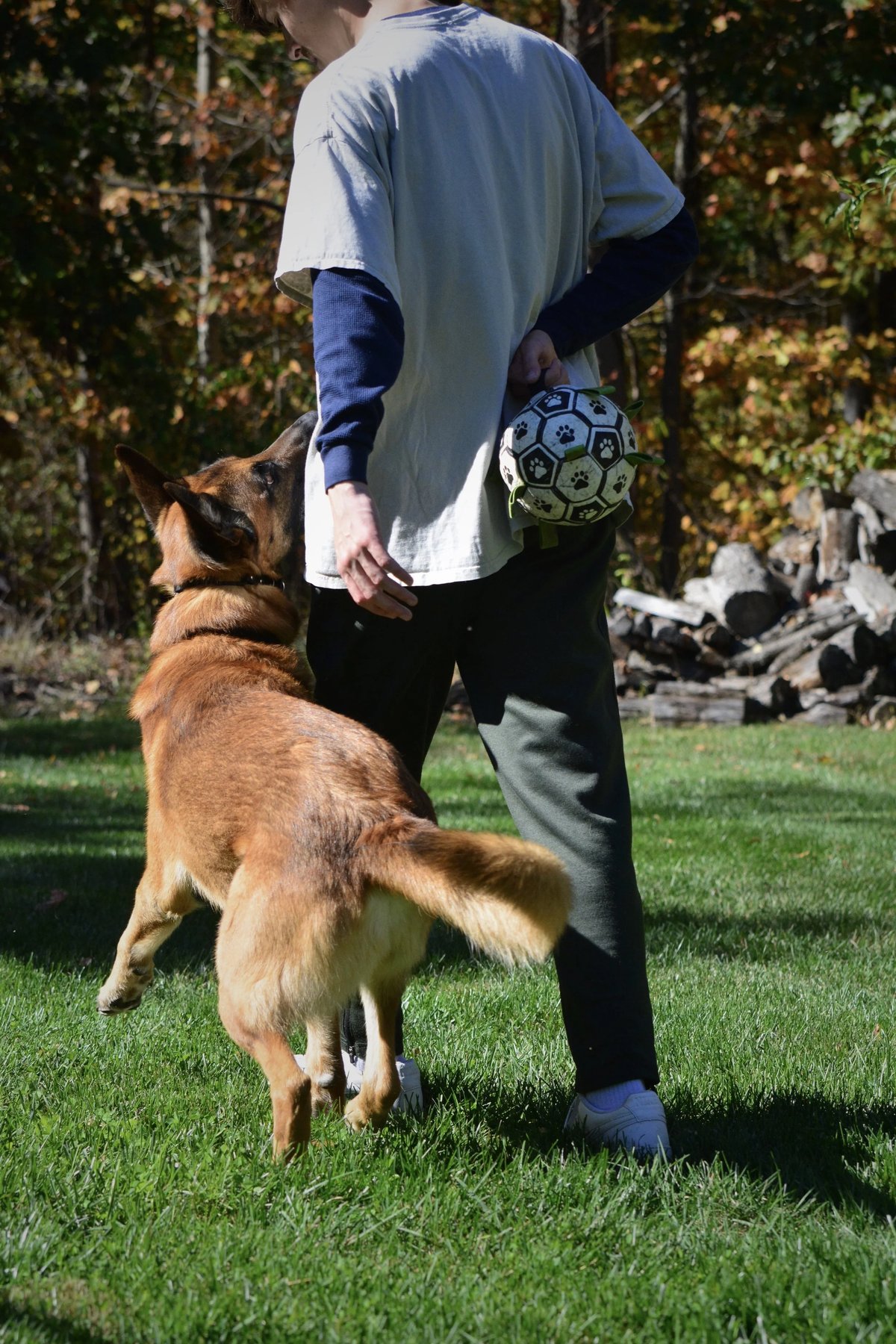 Weaver Dog Services — dog trainer in Martinsburg, WV