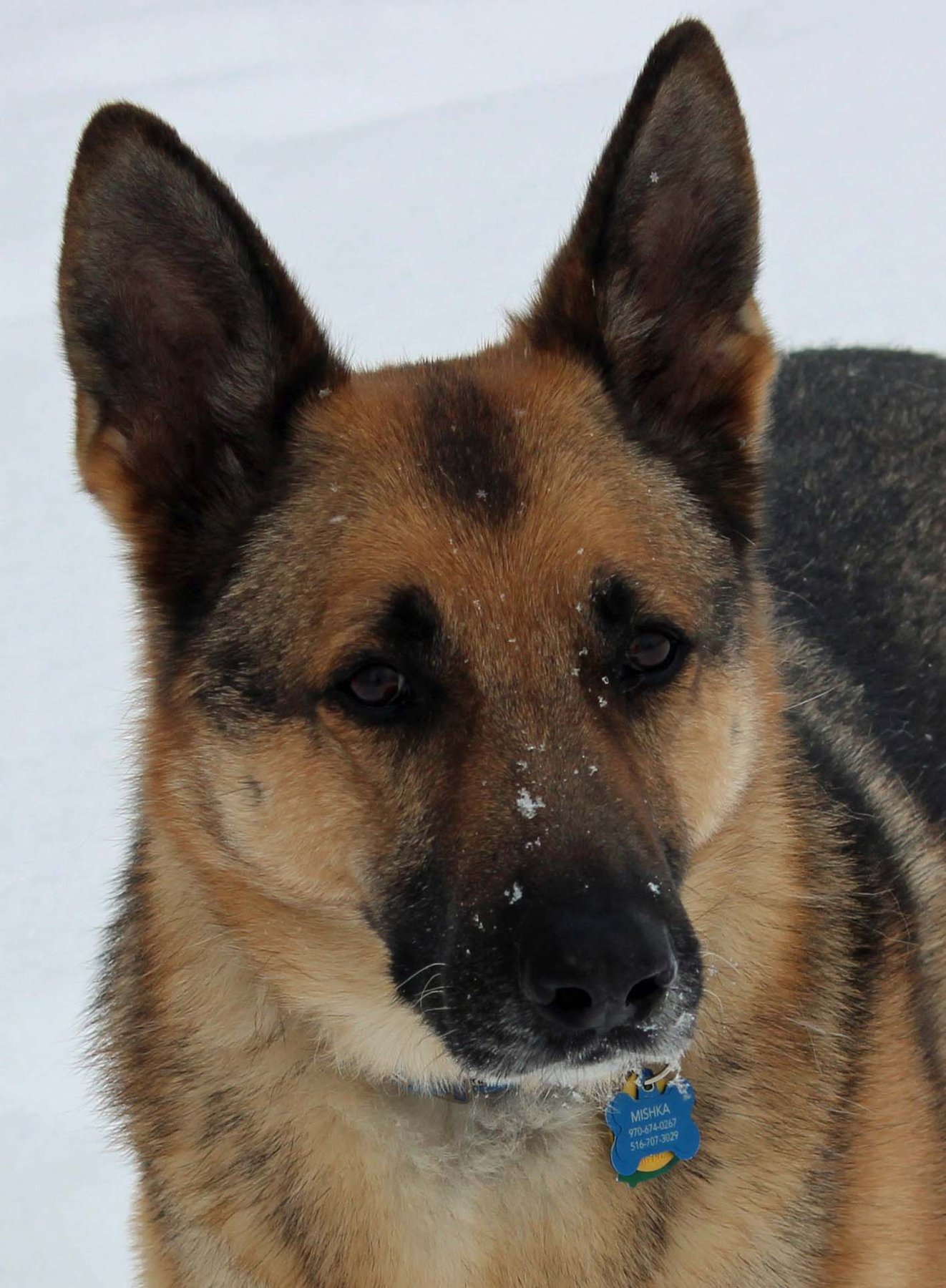 Paw Pack Dog Training