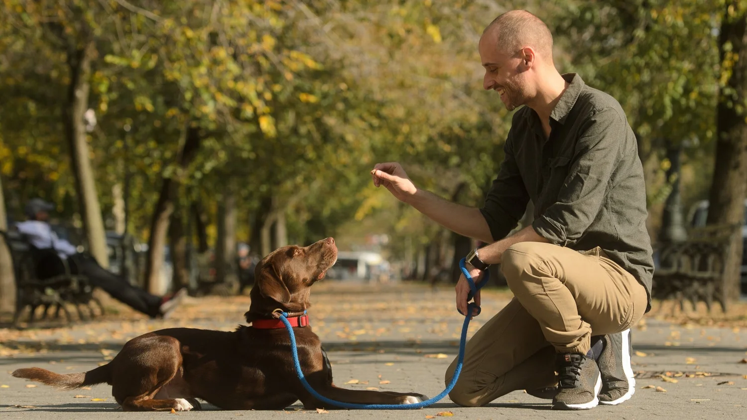 The Dog Behaviorist NYC