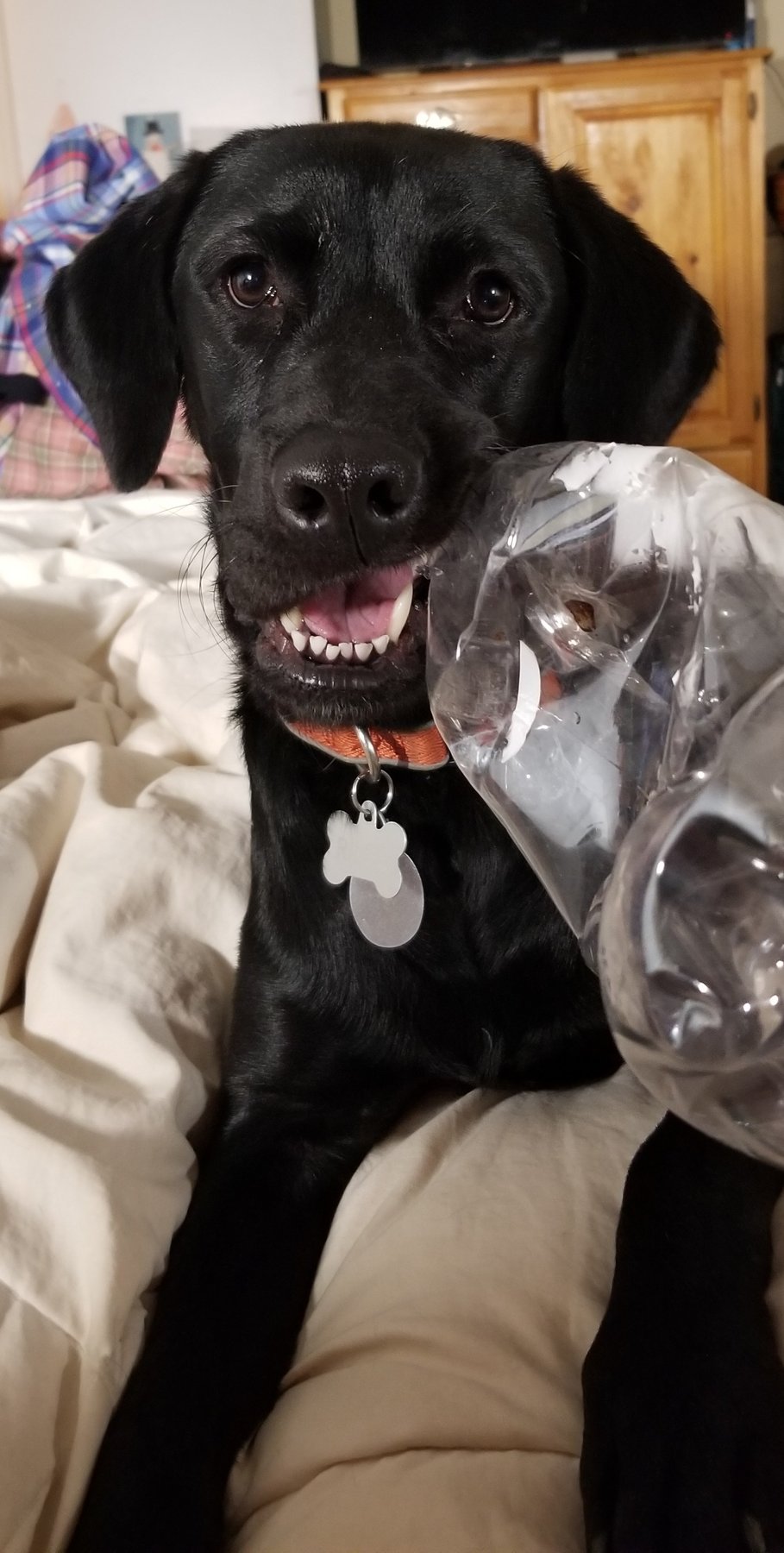 Soul Dogs, Inc.