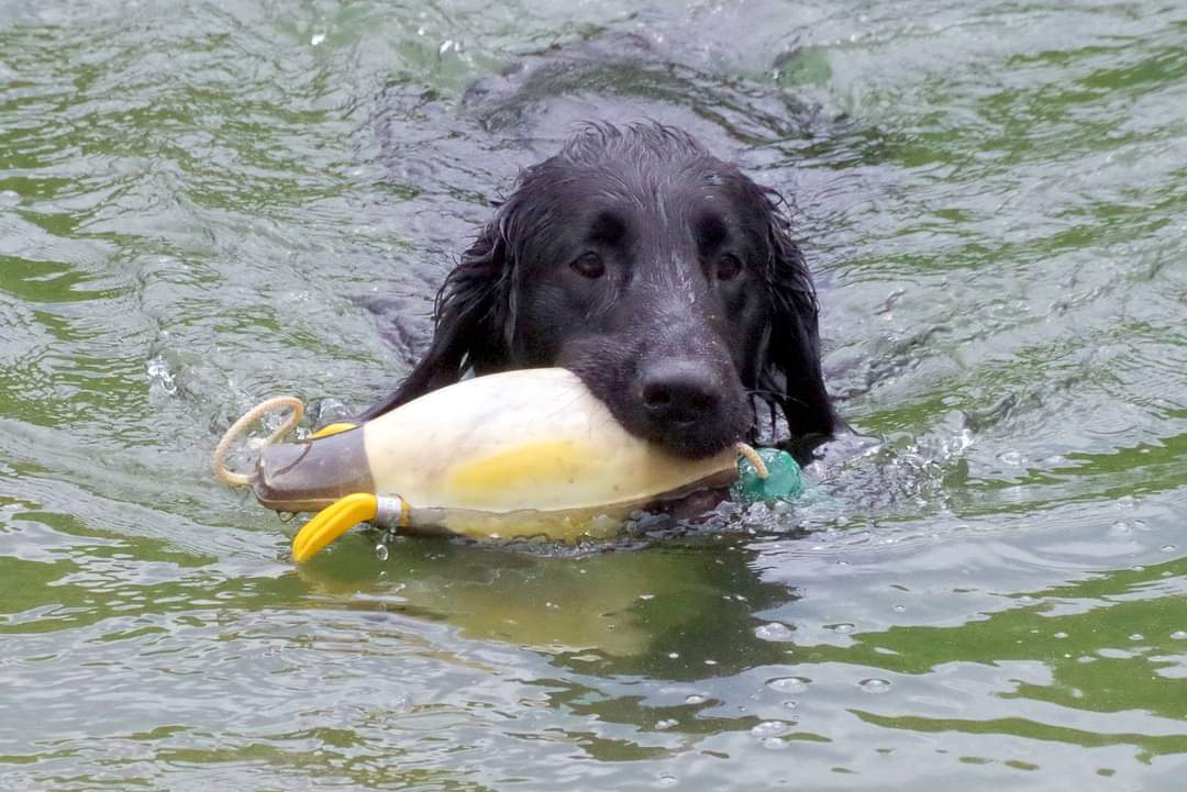 Oak Ridge Kennel Club