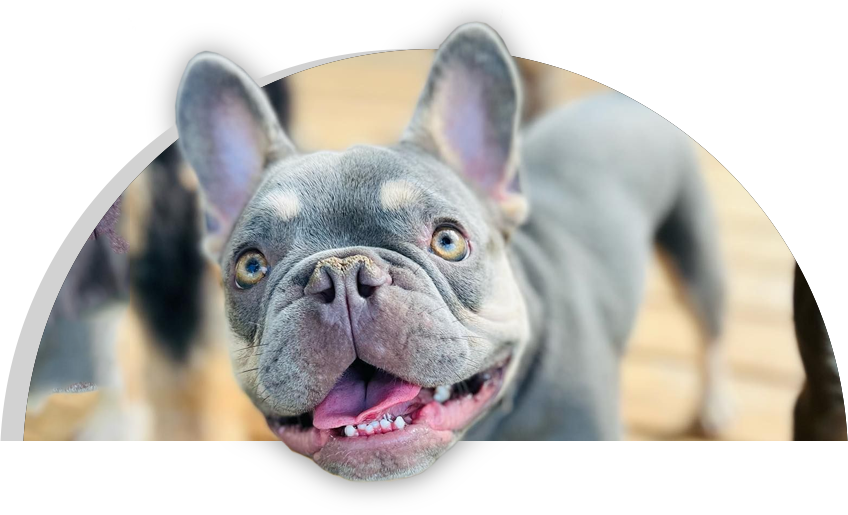 Puppy Haven – Downtown Roswell