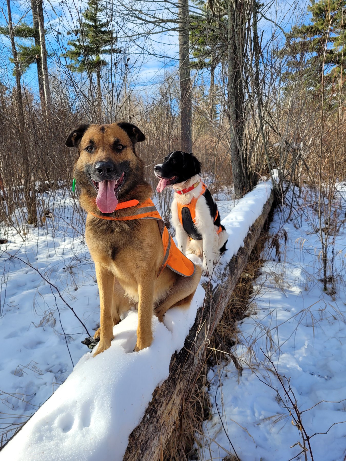 Northern Sky Dog Training LLC
