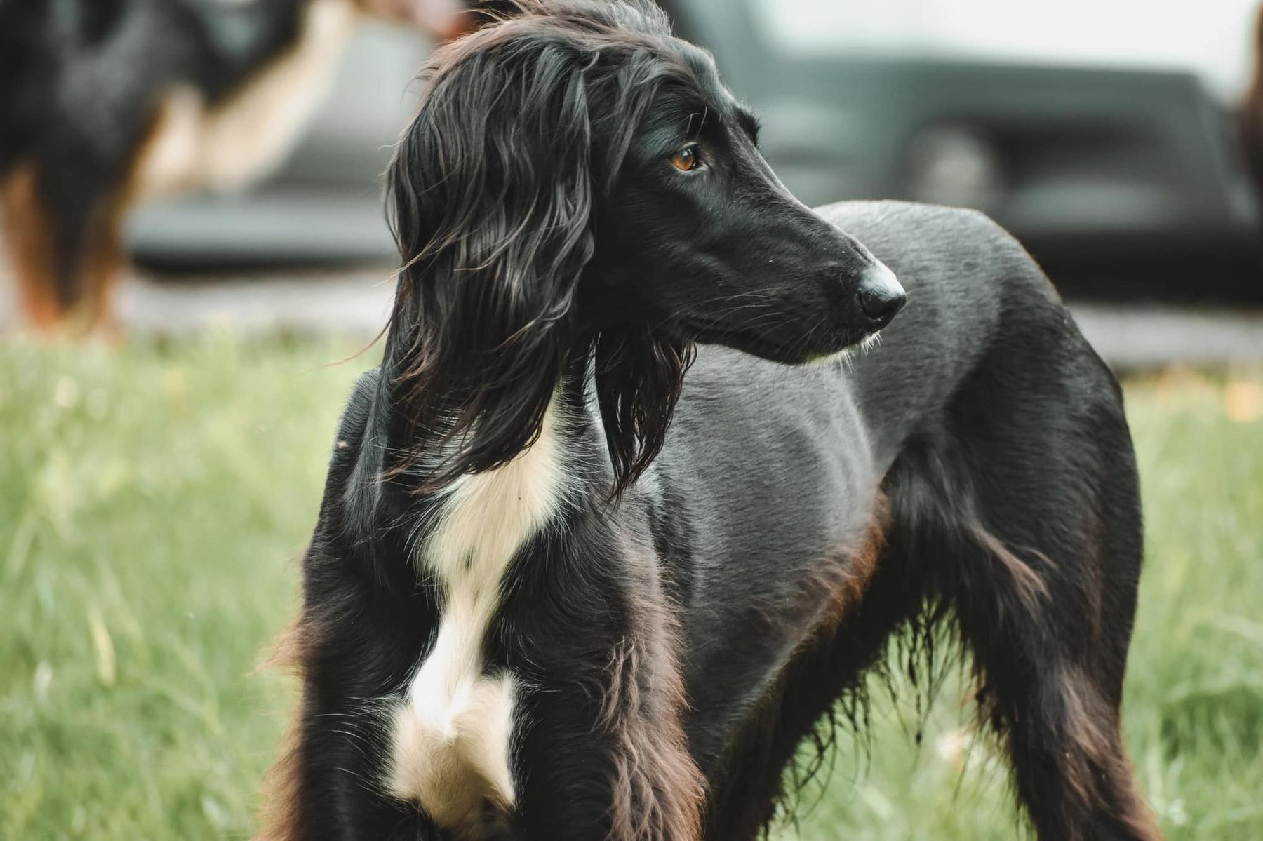 Back to Dog