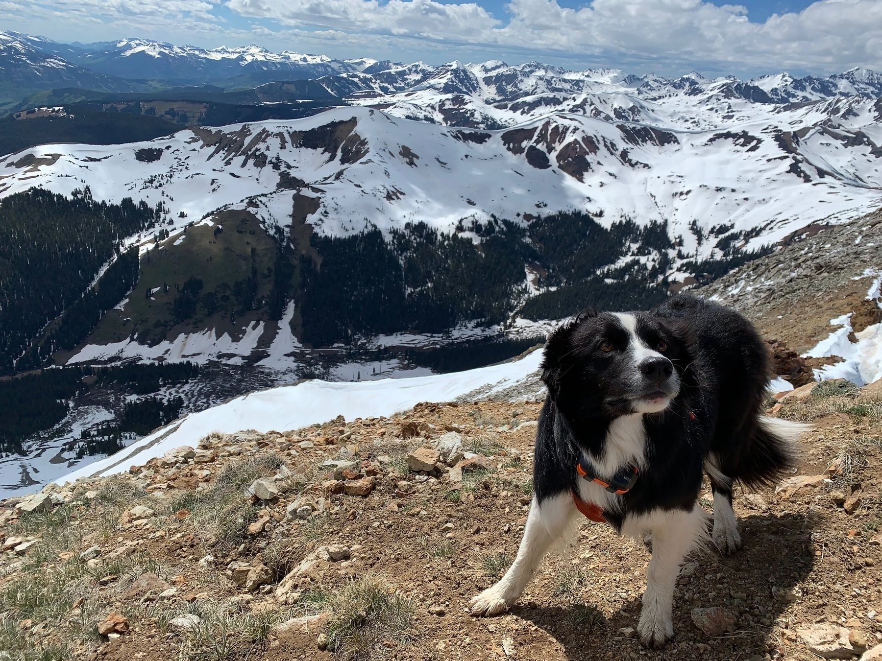 Elevated Dog Training