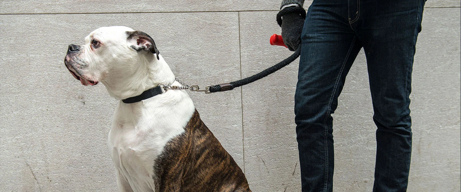 Knox Canine Training — dog trainer in Des Moines, IA