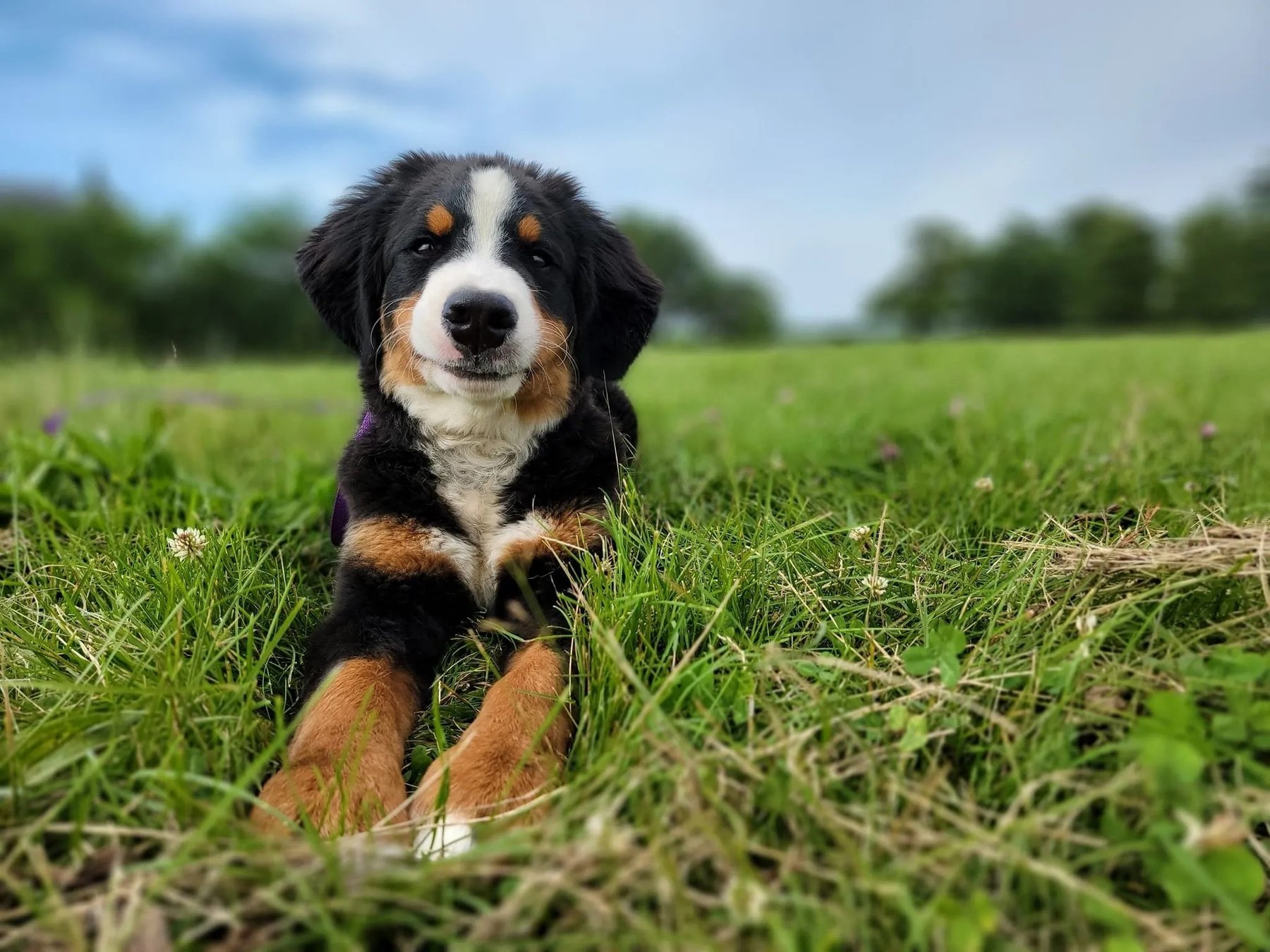 More Dog Than Human