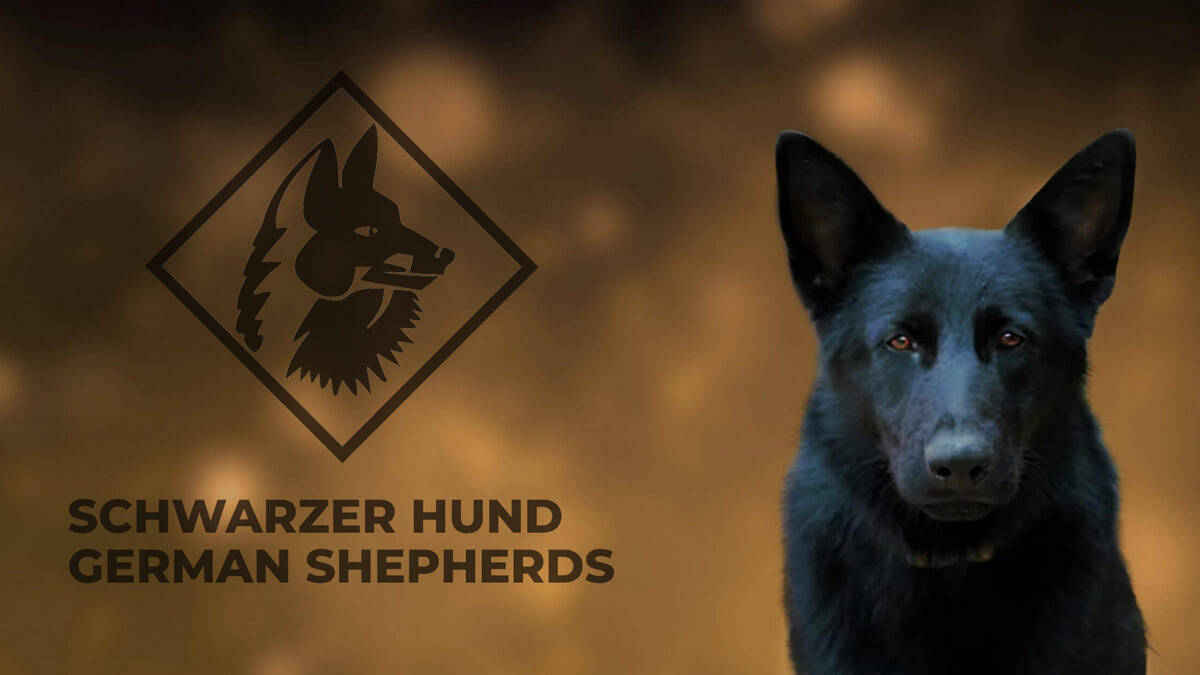 Schwarzer Hund German Shepherds L.L.C.