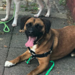 A Different Kind of Dog Behavior Center