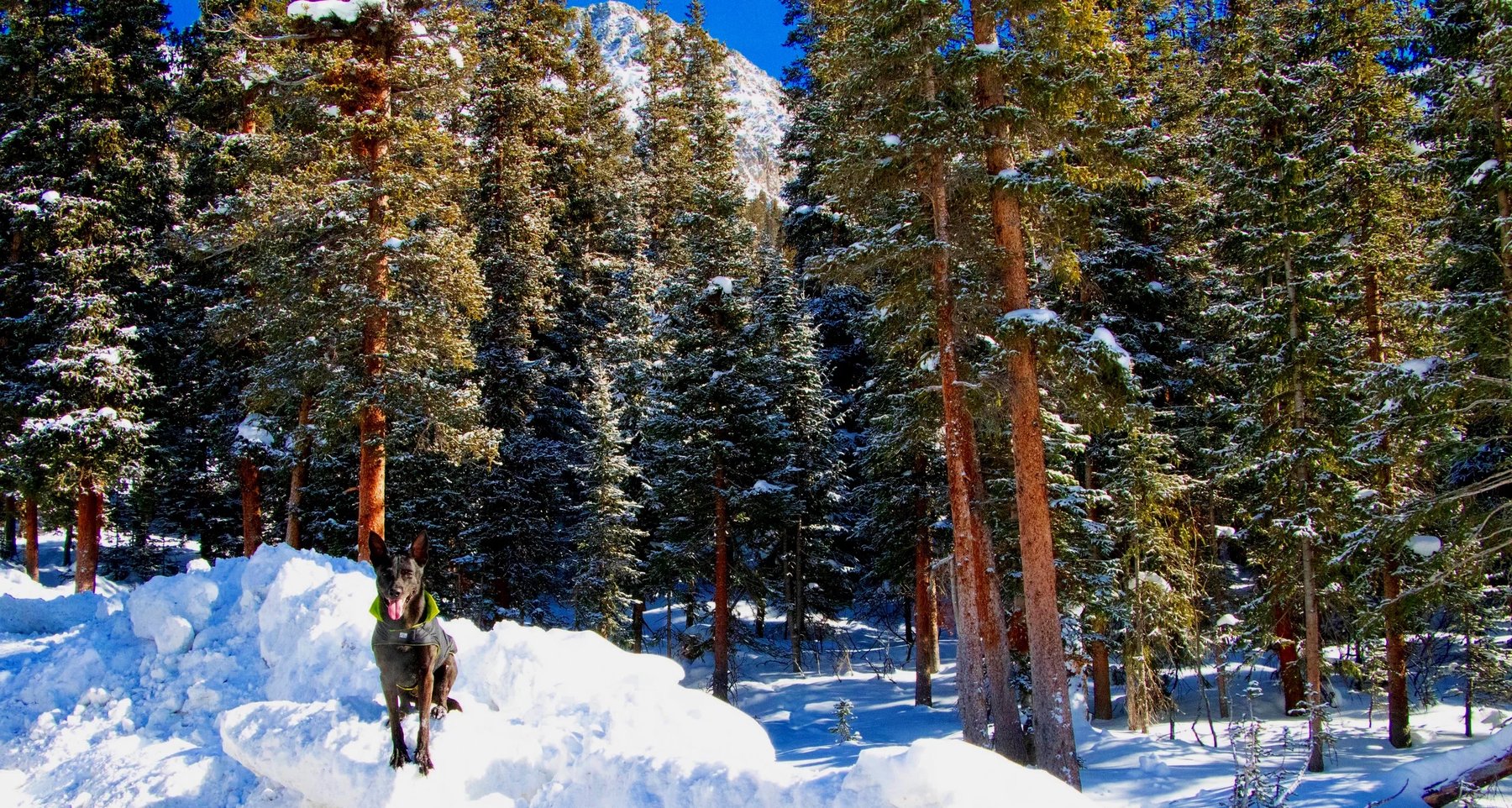 Pine Ranch Dog Training & Boarding