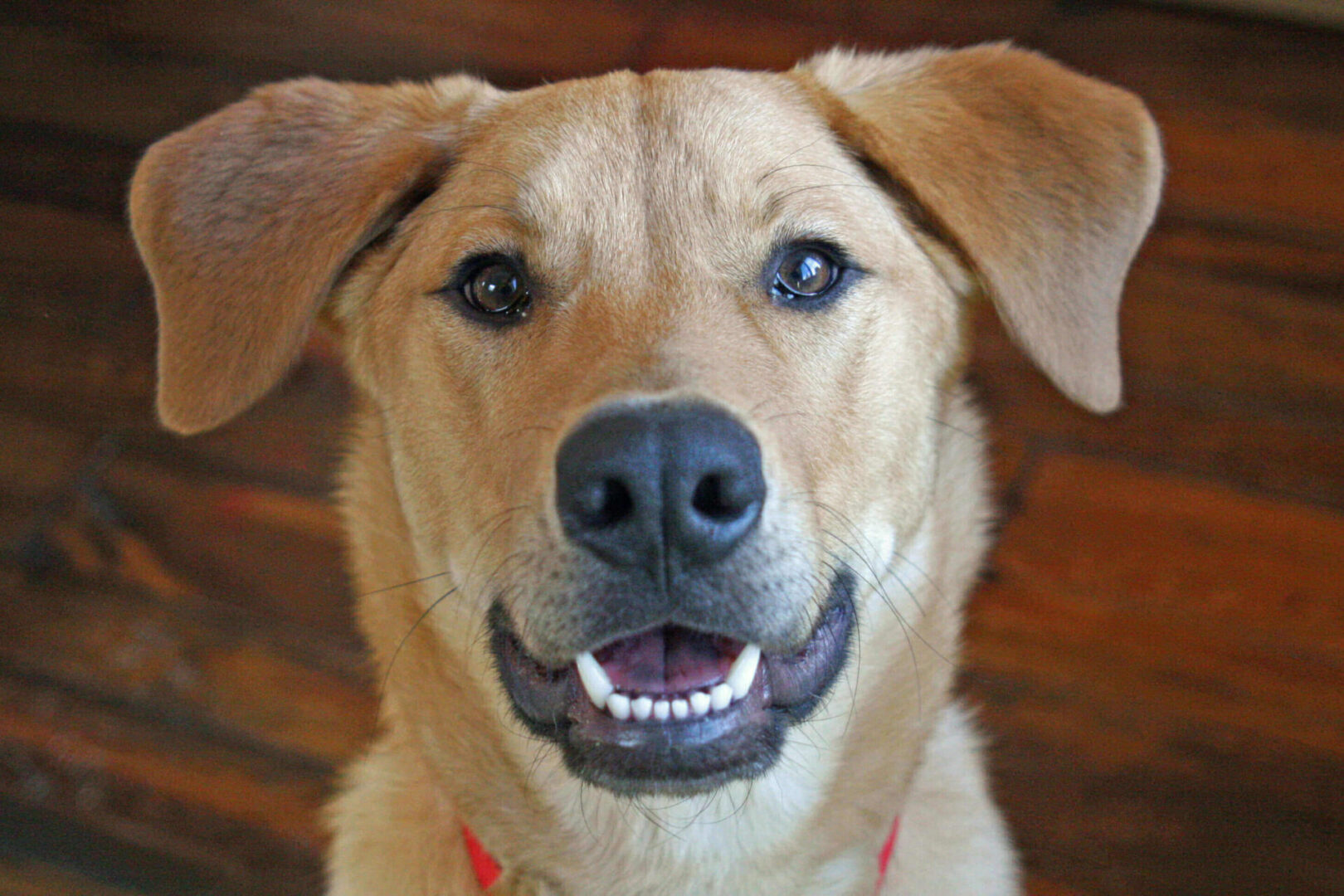 Canine Harmony LLC