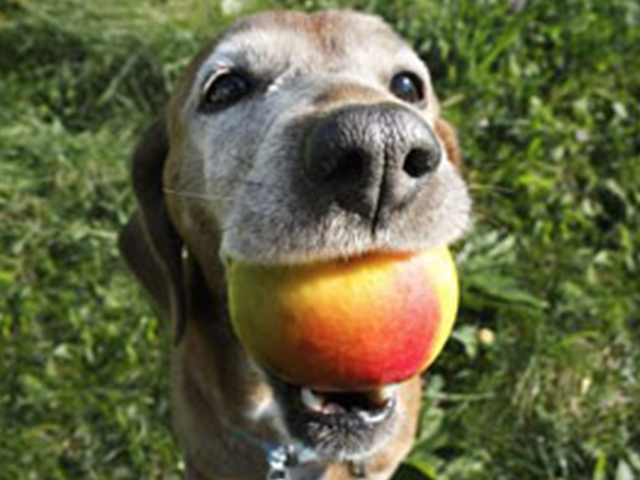 Long Island Dog Trainers – Aint Misbehavin’ Canine Academy