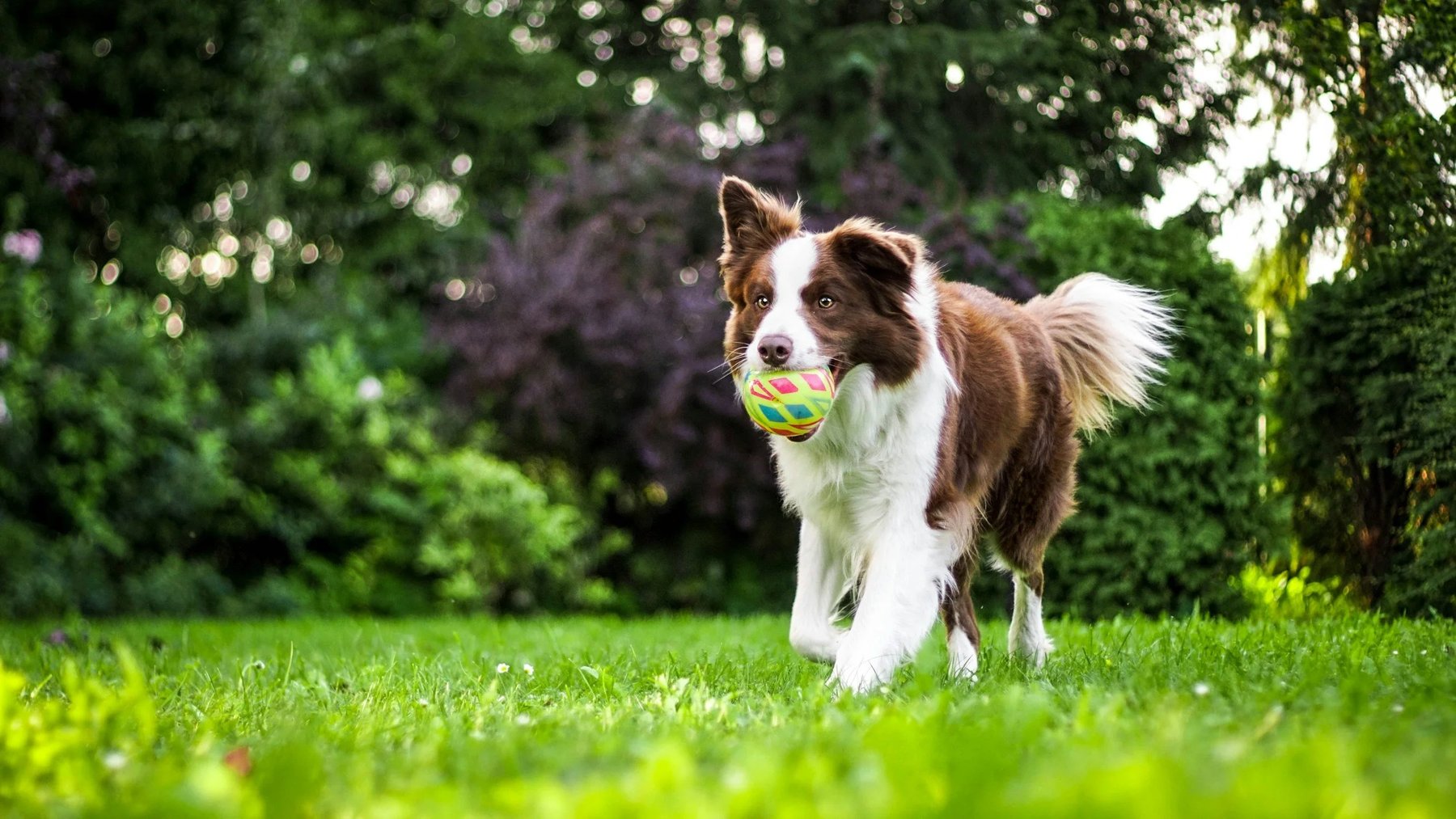 Bonafide Dog Academy