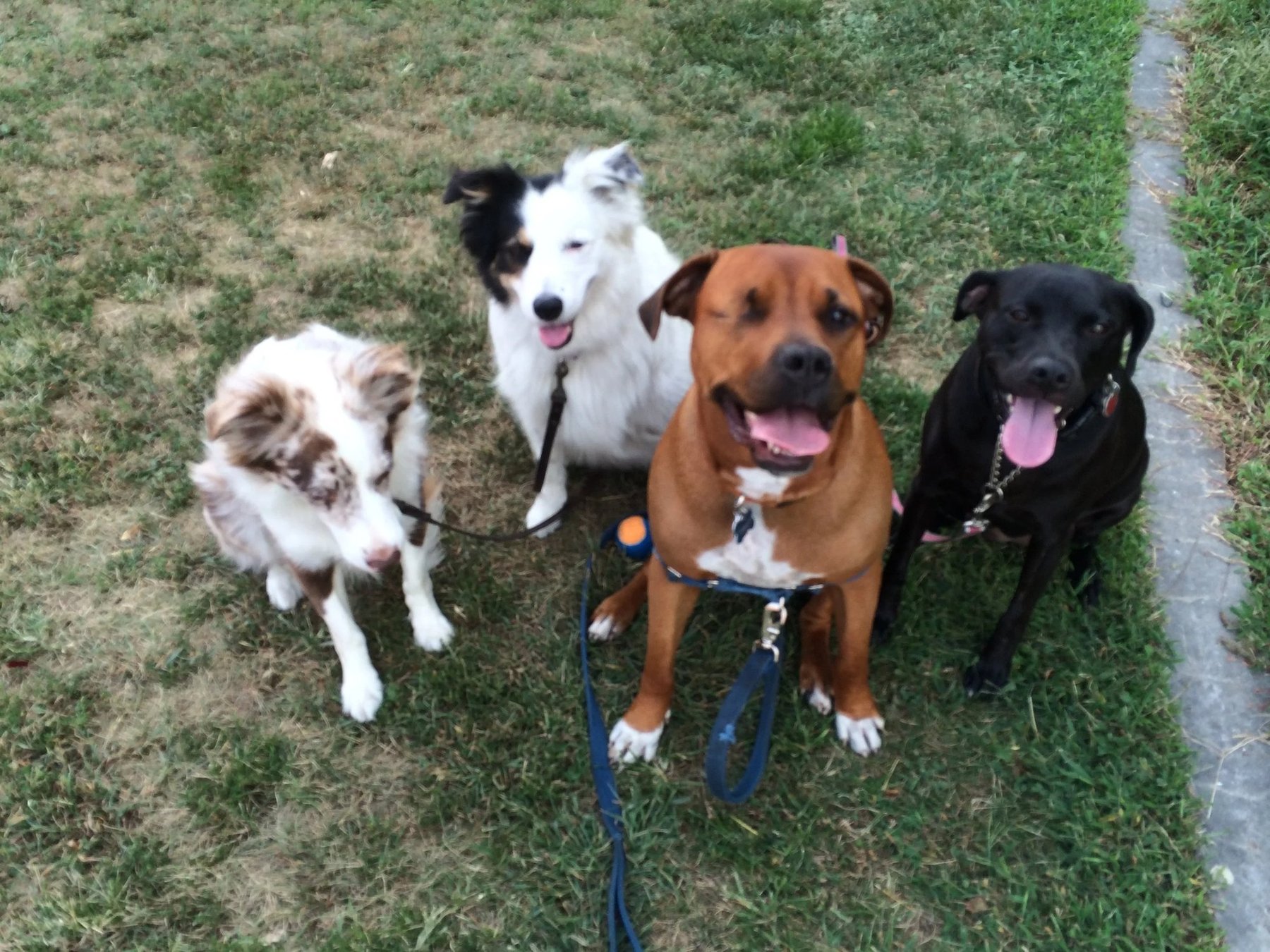 Other People’s Pets