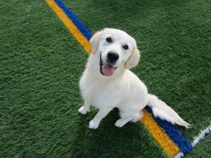 DSL-Dog as a Second Language Dog Training