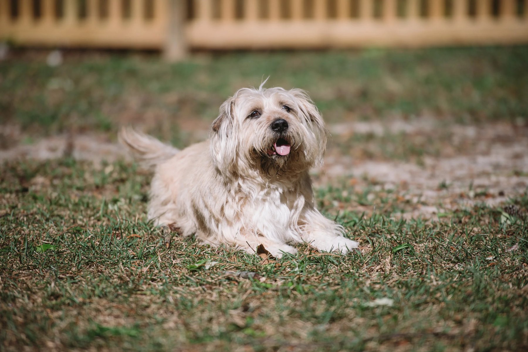 Dog Fantastic, LLC