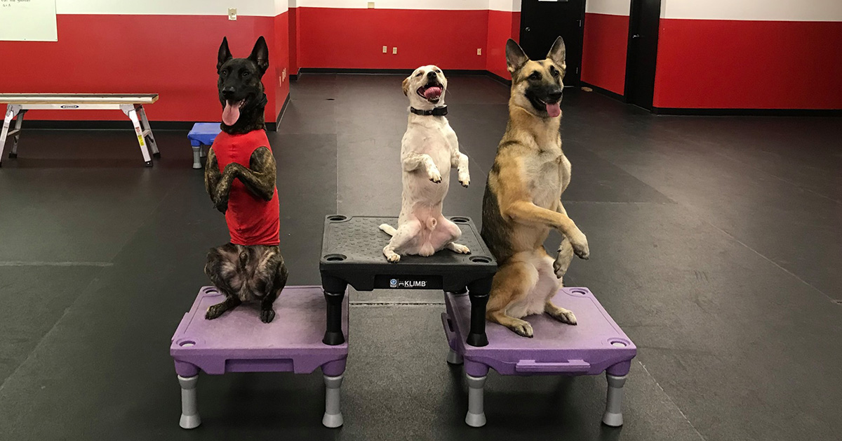 Sit Means Sit Dog Training Des Moines — dog trainer in Des Moines, IA