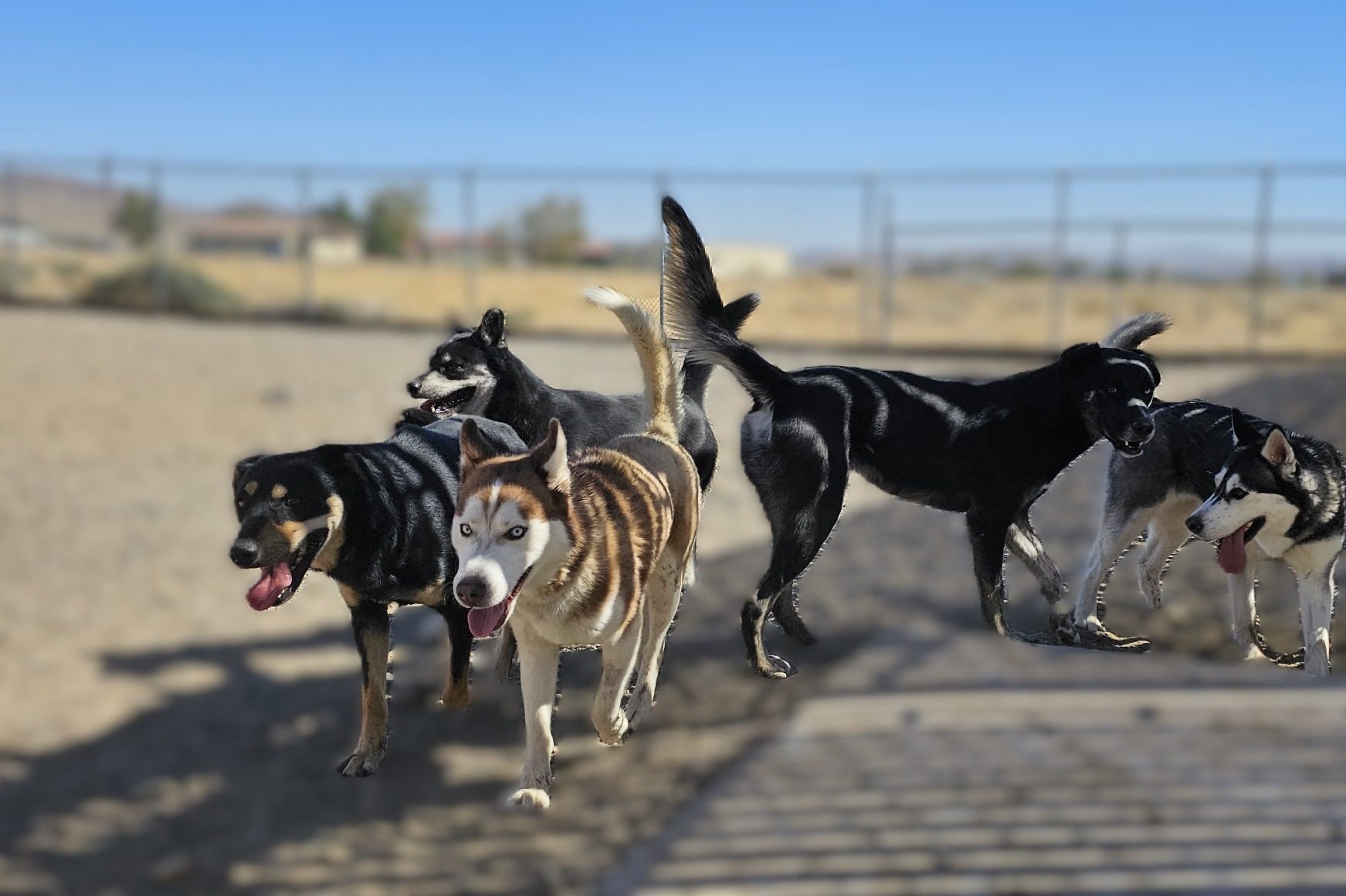 Best Life K9 Academy — dog trainer in Reno, NV
