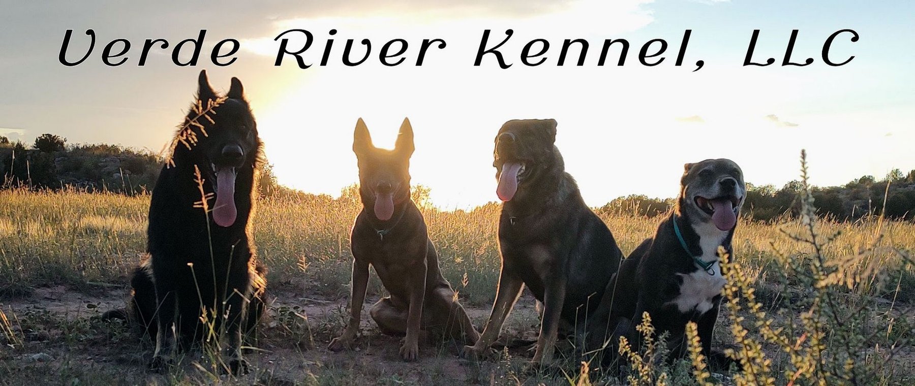 Verde River Kennel