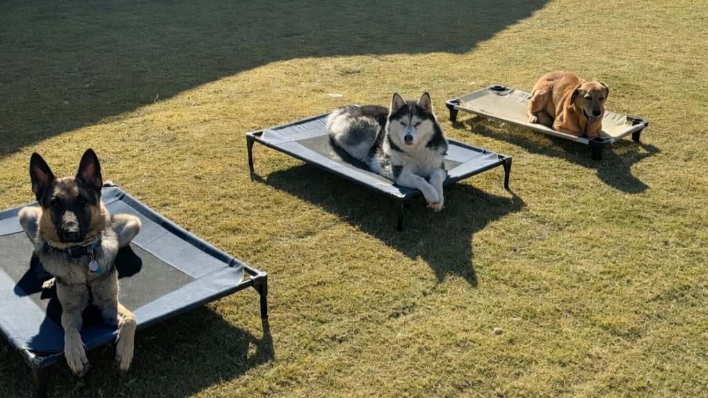 Craven K9 Solutions