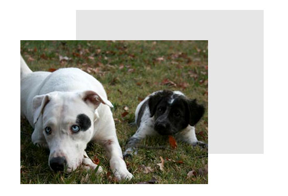 Jim Hodges Dog Training