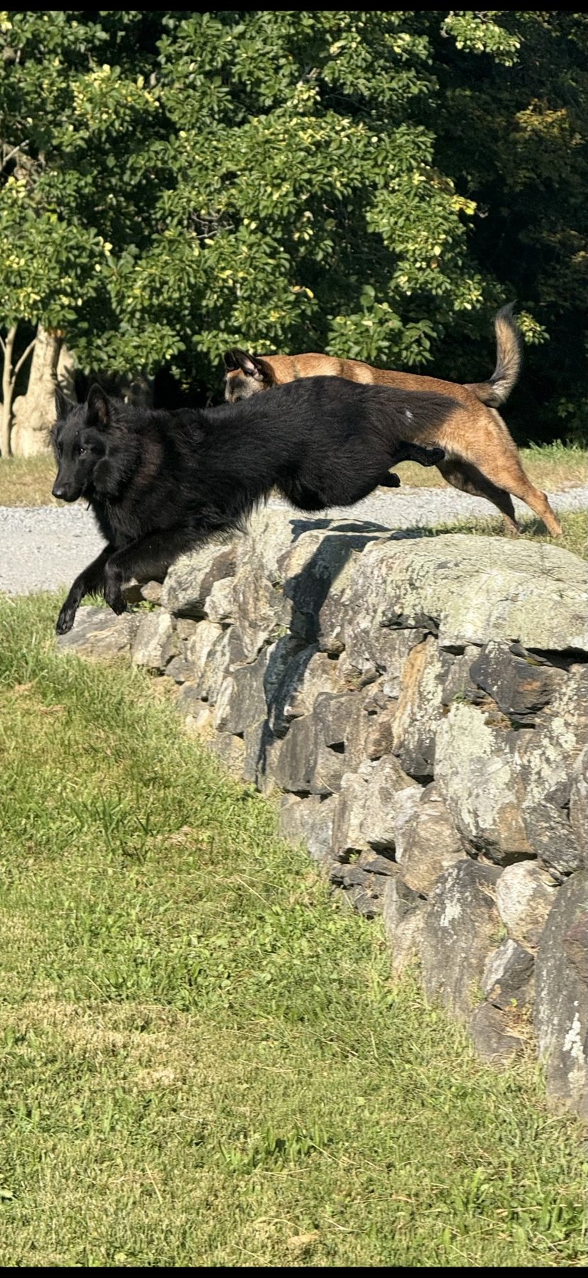KV Dog Training