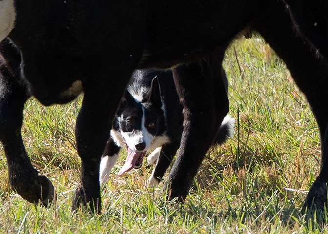 dog4ewe