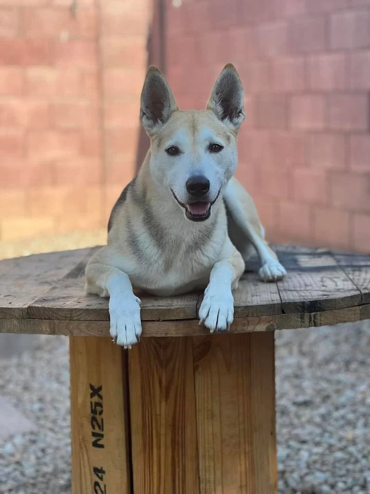 Joy’s Confident K9