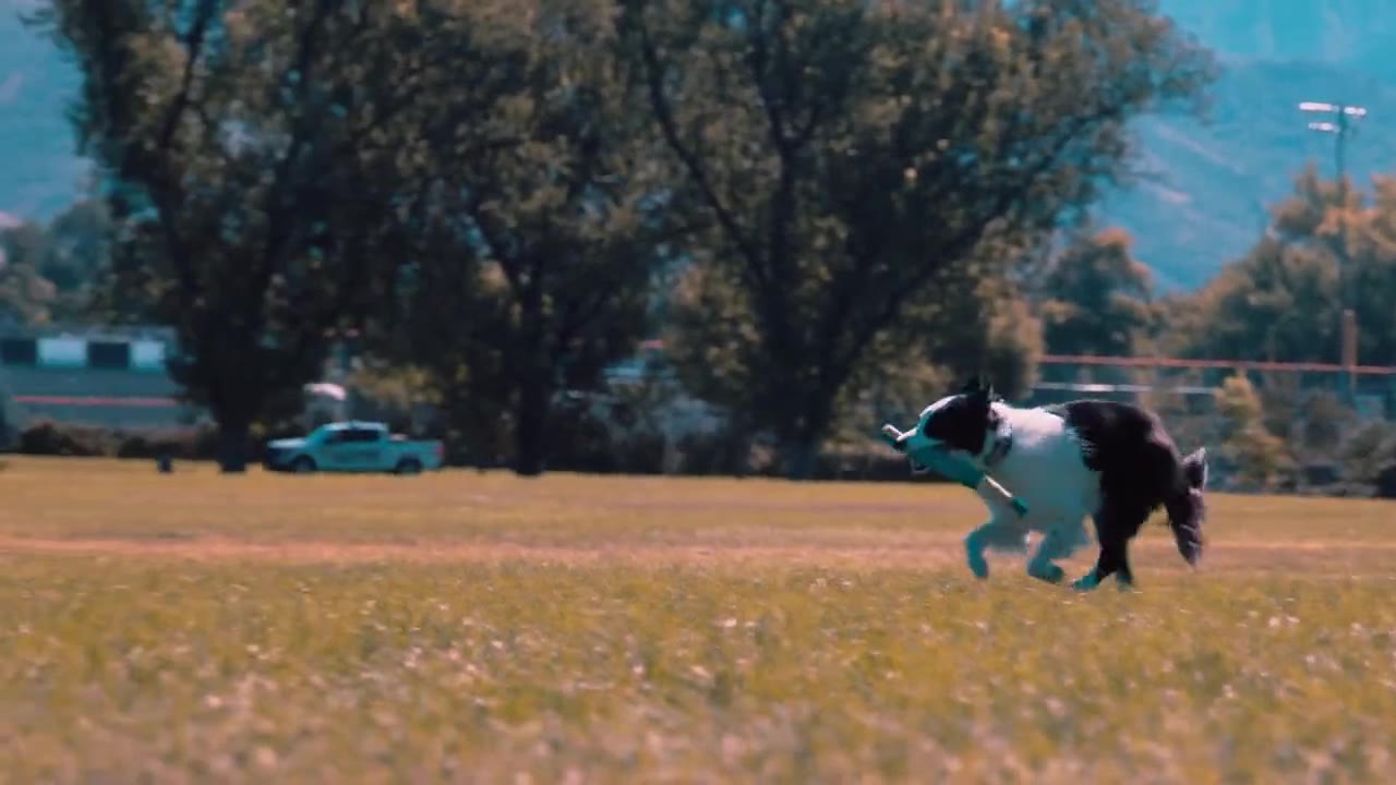 Canine by Design
