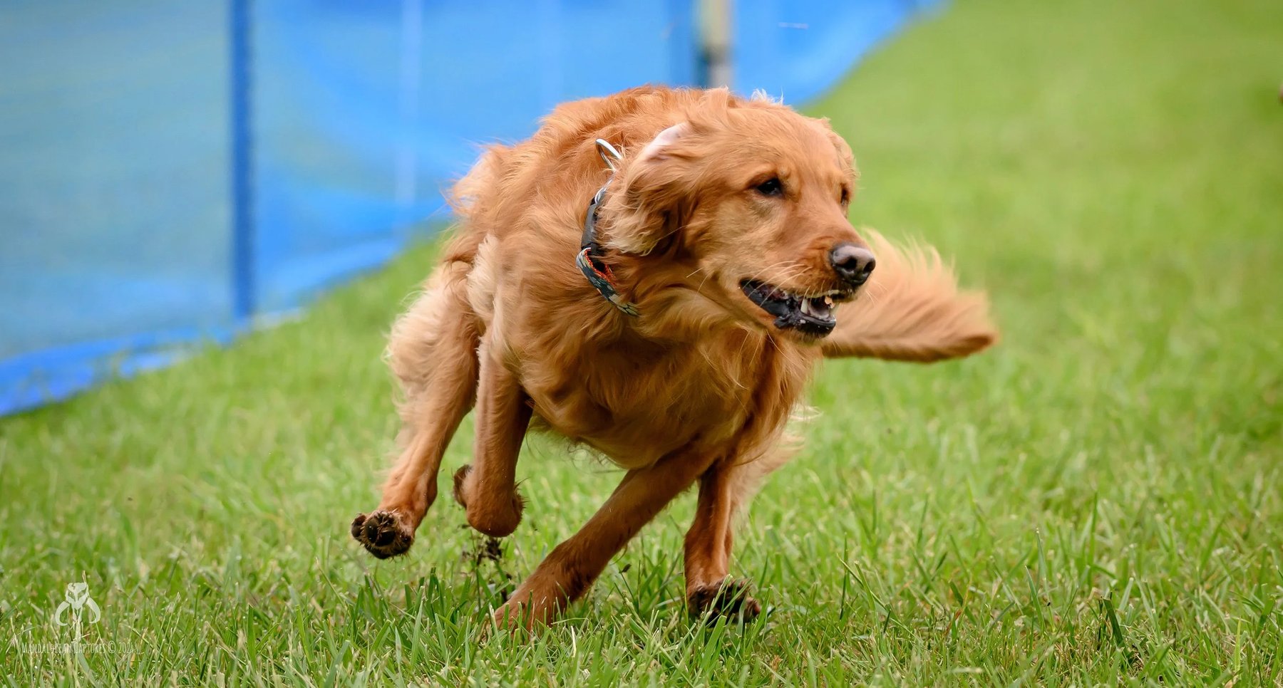 Pawsitive K9 Trainer — dog trainer in Overland Park, KS